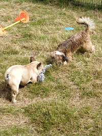 Sorties sur parcours des Chiens